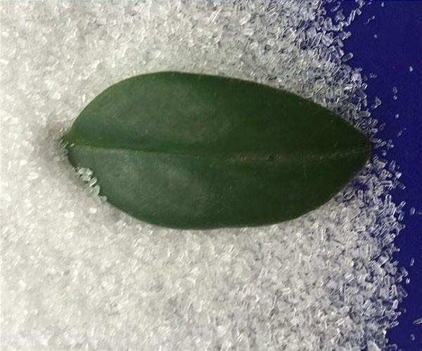 淺談七水硫酸鎂的醫用 淺談七水硫酸鎂的醫用